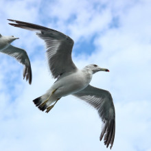 Seagulls flying