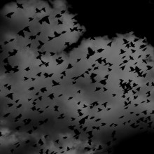 A black and white image of a flock of birds