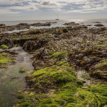 Mud coastline with seaweed