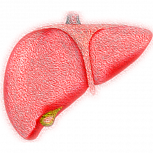 Illustration of a human liver.