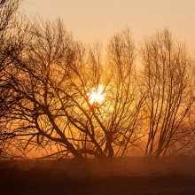 a photo of sun emerging through trees in winter