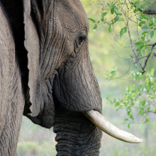 An elephant's head and tusk.