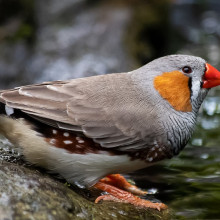 A zebra finch