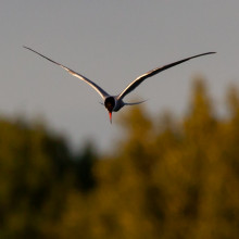 photo of an arctic tern