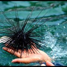 A sea urchin