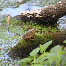 A frog sitting in a swamp