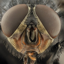 A close-up of the head of a blowfly.