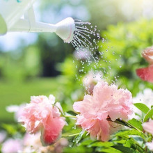 Watering some peonies with a watering can.