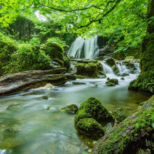 A small river running through a mossy, forested area