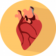 An illustration of a human heart.