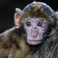 A baby macaque