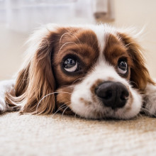 A dog shows off its puppy dog eyes