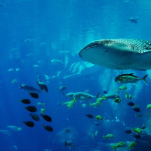 A whale shark swimming amongst fish.