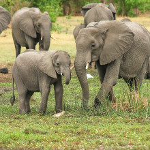 photo of African elephants