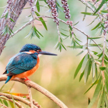 A kingfisher perched on a branch.