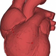 3D computer generated image of heart