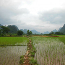 A rice field in Yunnan province, China.