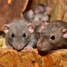 Rats leaning over the edge of their container.