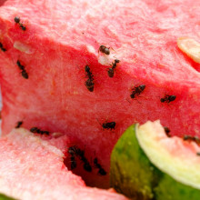ants climbing on watermelon slices