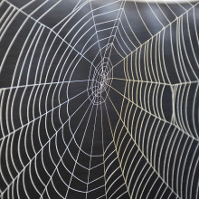 A spider's web