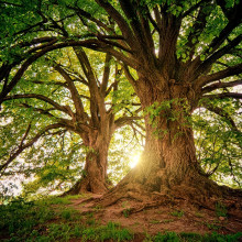 Trees in a forest