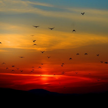 Birds flying in front of a red sunset. Birds flying in front of a red sunset.
