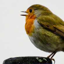 A robin singing