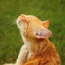 a ginger tabby cat scratching itself