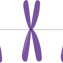 Stylised illustration of X chromosomes.