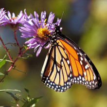 A monarch butterfly feeding from a flower.
