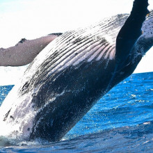 A whale breaching.