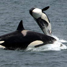Orcas - Killer Whales - breaching