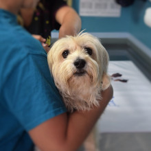 A dog being seen by a vet