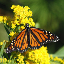 photo of monarch butterfly