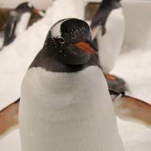 A gentoo penguin.