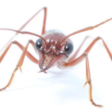 Nocturnal Bull Ant, courtesy of Ajay Narendra