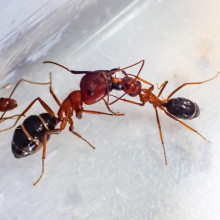 Carpenter ant trophallaxis (social exchange of gut contents)