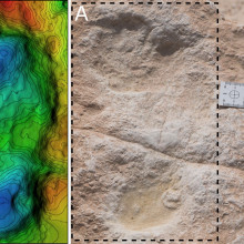 Ancient human footprints discovered in the Arabian Peninsula.