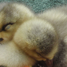 Bar-headed goslings