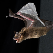 The techniques used by bats to navigate space in three dimensions are becoming clearer.