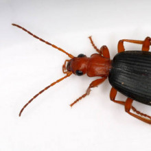 Bombardier Beetle, Brachininae sp., Orange County, North Carolina, United States. Length 13 mm.