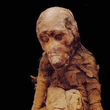 Baboon mummy