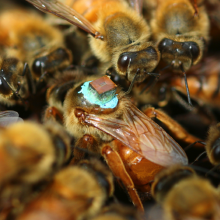 Queen bee fitted with an RFID tracker