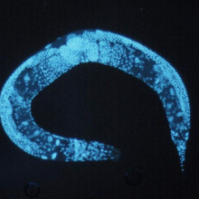 C. elegans roundworm