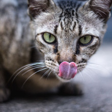 Cat sticking out its tongue