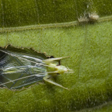 Tree crickets turn leaves into baffles to make themselves sound louder by making a hole in the centre.