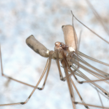 Cellar spider in the woods
