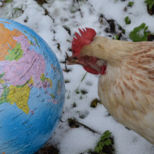 chicken and a globe