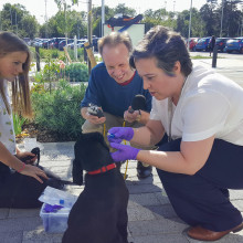 Bruce the puppy has his mouth swabbed outside Illumina.