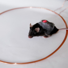 Diabetic mouse with optogenetic implant releasing insulin